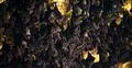 Bats swarm hanging and flying close up at bat cave wall in Indonesia Photo