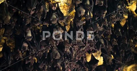Bats swarm hanging and flying close up at bat cave wall in Indonesia Stock Photos