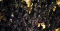Bats swarm hanging and flying close up at bat cave wall in Indonesia Photo