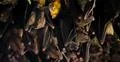 Bats swarm hanging and flying close up at bat cave wall in Indonesia Photo