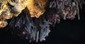 Bats swarm hanging and flying close up at bat cave wall in Indonesia Photo