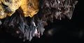 Bats swarm hanging and flying close up at bat cave wall in Indonesia Photo