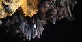 Bats swarm hanging and flying close up at bat cave wall in Indonesia Photo
