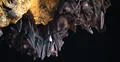 Bats swarm hanging and flying close up at bat cave wall in Indonesia Photo