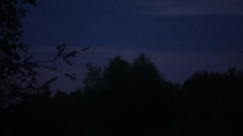 Bats swooping under dark clouds above blurred treetops in slow motion at dusk Stock Footage 334587582