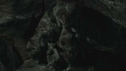 Bats take refuge in a cave. Stock Footage 162208307
