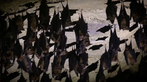 Bats in Thai Cave 1 Vidéo 104125793
