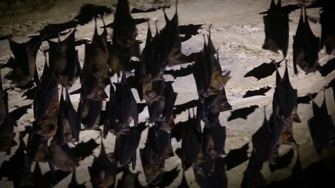 Bats in Thai Cave 2 Stock Footage 104125775