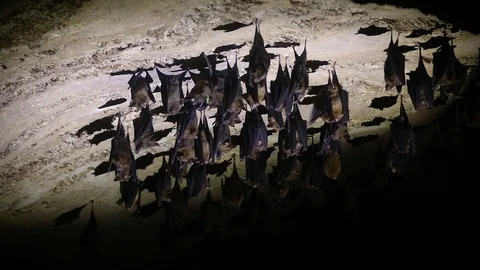 Bats in Thai Cave 3 Stock Footage 104125699