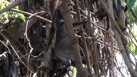 Bats in the tree Stock Footage 125480796