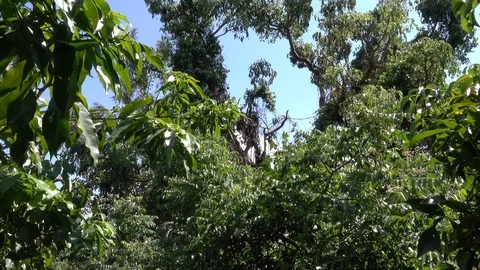 Bats in the tree Stock Footage 125481918