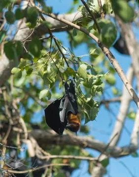 Bats on tree Stock Photos