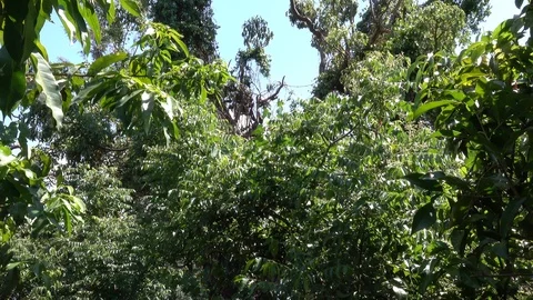 Bats in Trees Stock Footage 125481204