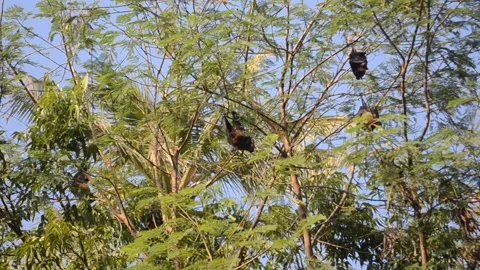 Bats in the trees Stock Footage 153325729