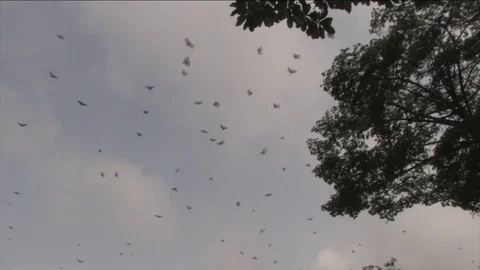 Bats turning around Stock Footage 80460741
