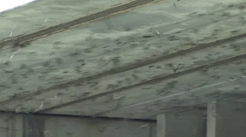 BATS FROM UNDER BRIDGE #2 - HD 库存影片 8525188