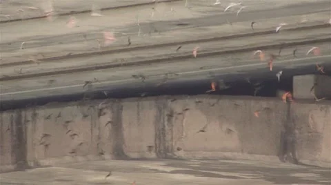 BATS FROM UNDER BRIDGE #3 - HD 库存影片 8525127