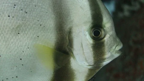 Bat/Spade fish being cleaned Stock Footage 80899427