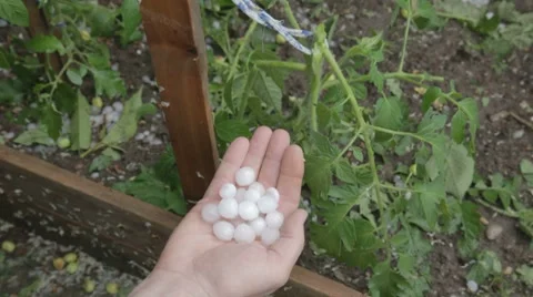 Battered and broken by hail tomato growth in garden Stock-Footage 7769198