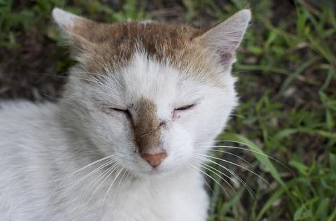 A battered cat with a battered muzzle lies resting. portrait 스톡 사진
