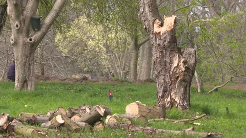 Battered tree with chopped wood in front - man photographing Stock Footage 172538345