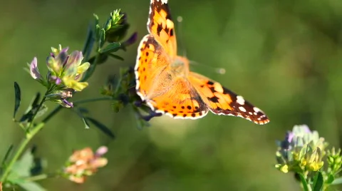 Batterfly Stockbeeldmateriaal 594655