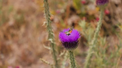 Batterfly. Slow motion. With sound 库存影片 198653441