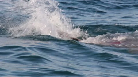 Batterfly Swimming Man Stock Footage 22242799