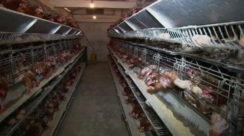 Battery cages for layer hens Vídeo Stock 48806074
