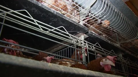 Battery cages for layer hens, low angle shot Stock-Footage 48806928