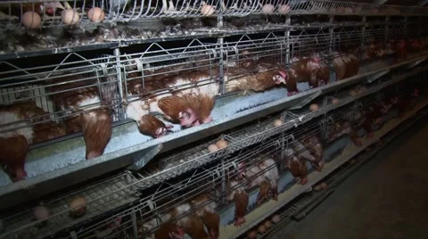 Battery farmed hens Vídeo Stock 48806418