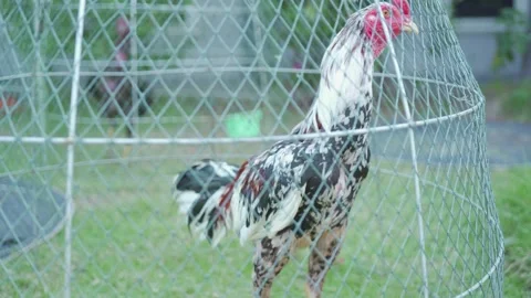 Battle chicken of thai chicken Stock Footage 147126148