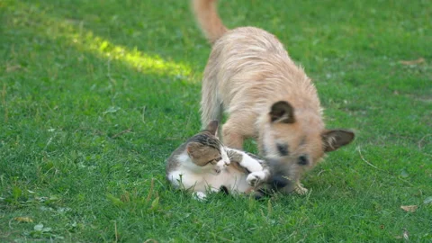 The battle of a dog and a cat Stock Footage 98312697