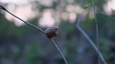 The battle grasshopper egg is about to hatch, it turns out like this Stock Footage 210789570