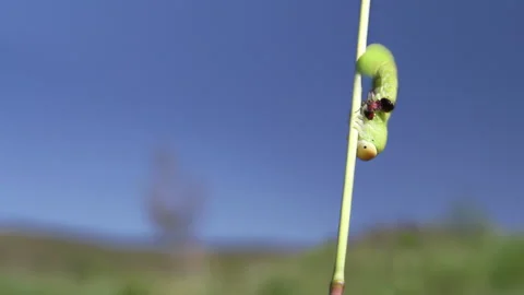 Battle Insects 4K TZ Stock Footage 261294645