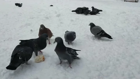 The battle of pigeons for a piece of bread 스톡 동영상 169181312