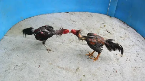 The battle of the rooster Stock Footage 12287040