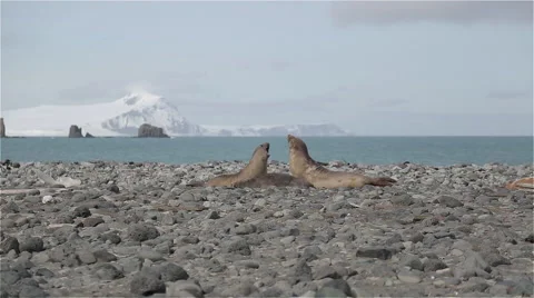 Battle seals Stock Footage 51918292
