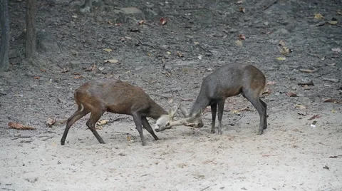 Battle of the stags Stock-Footage 41885035