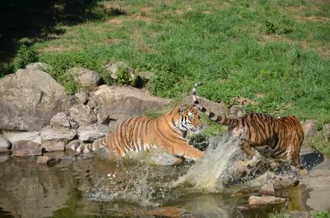 The battle start Stock Photos