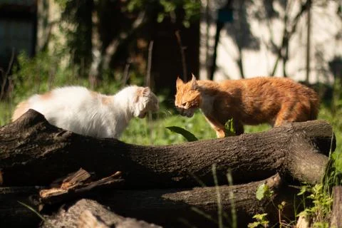 "Battle of Two Cats on a Fallen Tree in the Forest" Stock Photos
