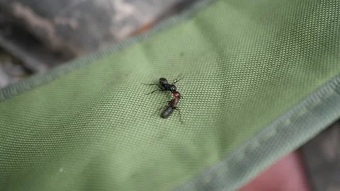 The battle of two large ants. Stock Footage 165752459