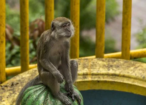 Batu Cave Monkey Stock Photos