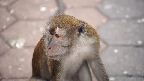 Batu Caves Stock Footage 101494202