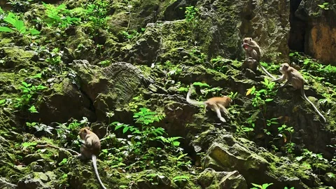 Batu Caves, Malaysia. 動画素材 76859004
