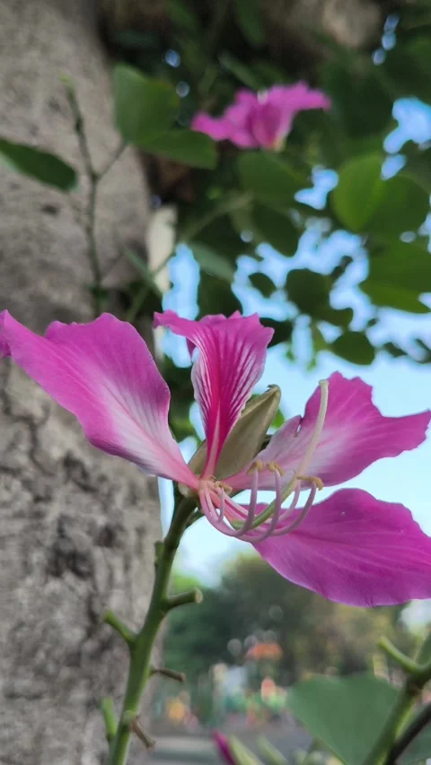 Bauhinia × blakeana Flower in Full Bloom Stock Footage 336830954