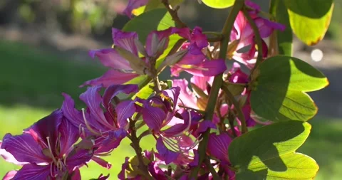 Bauhinia branch Video stock 150181745
