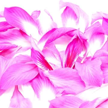 Bauhinia Stock Photos