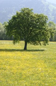 Baum freistehend solo Stock Photos