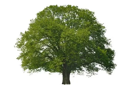 Baum Laubbaum Eiche Stock Photos
